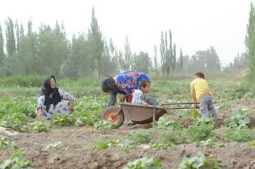 新疆网红事件吃瓜群众,吃瓜群众热议背后的真相与反思
